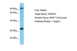OR4A47 Rabbit anti-Human, Polyclonal, Novus Biologicals 0.1 mL | Buy Online | Novus Biologicals | Fisher Scientific
